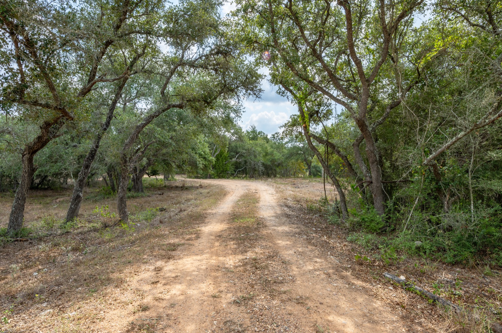 Hallettsville Weekend Retreat: Road through the live oaks