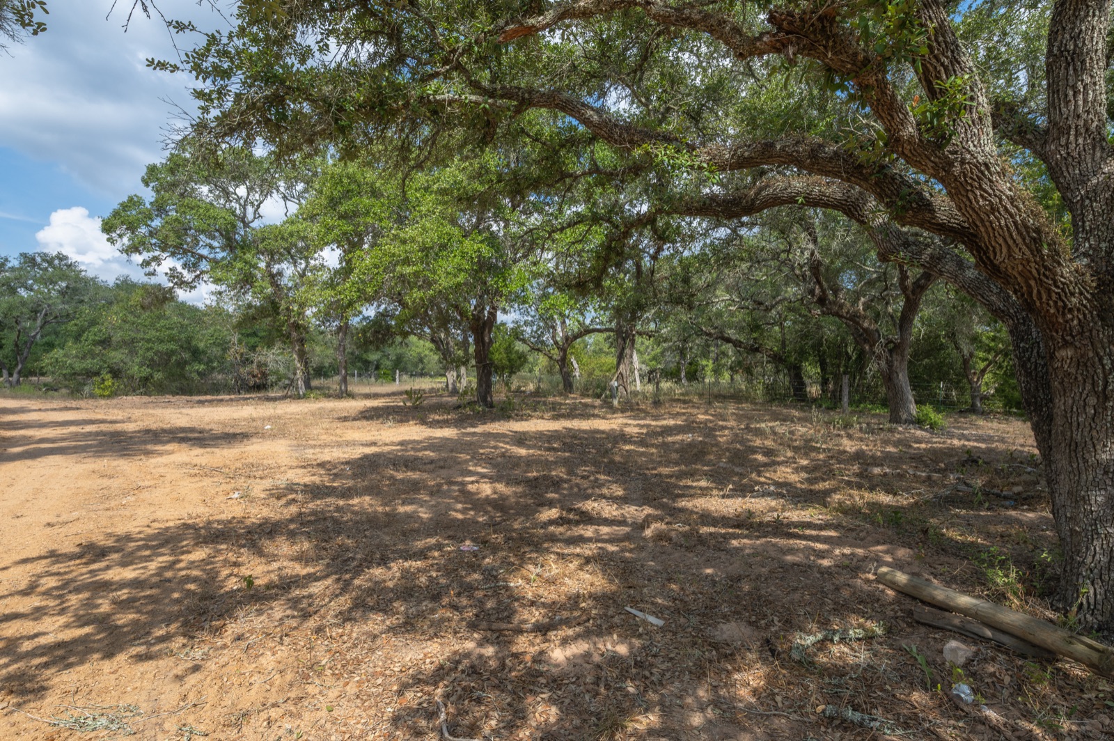 Hallettsville Weekend Retreat: Live oaks near the camp